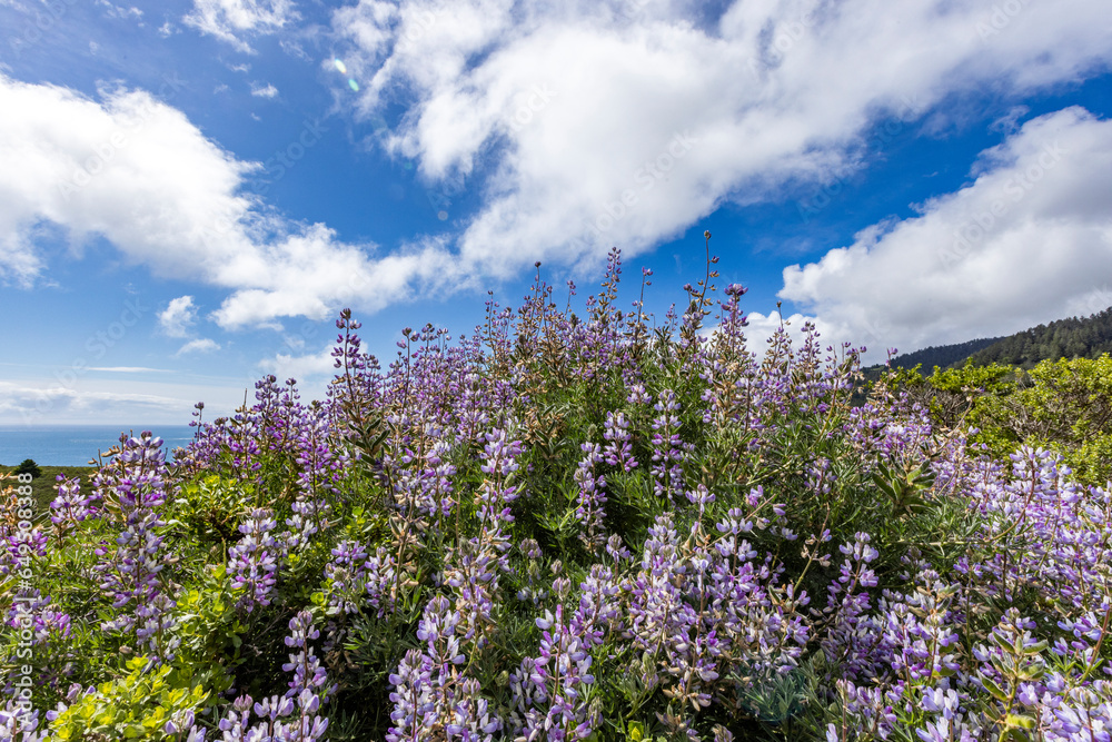 Bush with purple flowers on hillside Bush with purple flowers on hillside