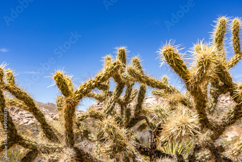 USA, California, Barstow, San Bernardino County, Mojave National Preserve, Staghorn Cholla cactus in remote desert