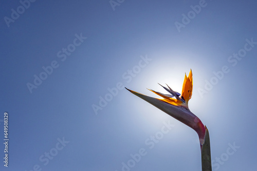 Bird of Paradise plant against sunny sky photo