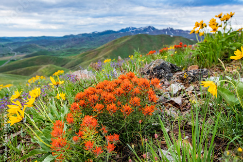 USA, Idaho, Hailey, Orange Indian Paintbrush (Castilleja) and yellow Arrowleaf Balsamroot (Balsamorhiza sagittata) wildflowers on Carbonate Mountain photo