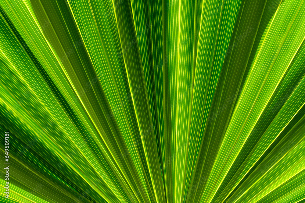 Close-up of symmetrical green palm frond Close-up of symmetrical green palm frond