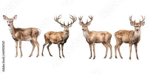 watercolor deer christmas clipart for graphic resources