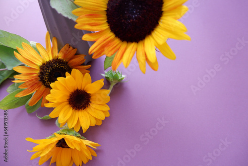 Fototapeta Naklejka Na Ścianę i Meble -  Colorful sunflower with Vase. Sunflowers composition on purple background.