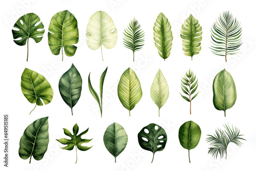 Green leaf on white background. Set of tropical leaves. Watercolor illustration.
