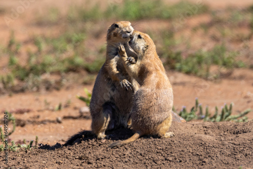 Prairie Dogs in Love