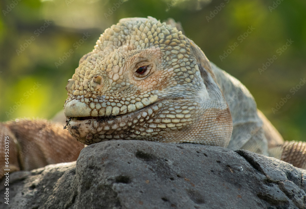Fototapeta premium Galapagos Land Iguana