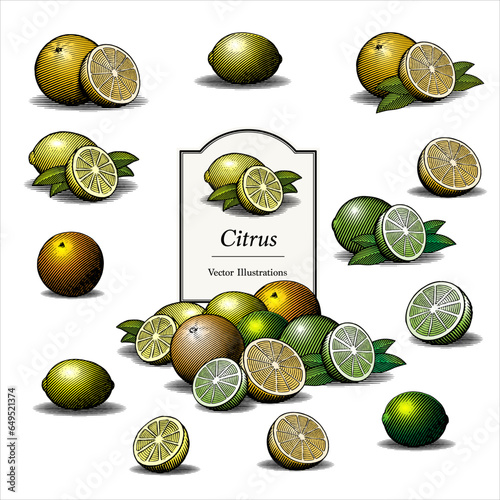 Vector set of Citrus fruits illustrated in a traditional vintage woodcut style with colour.  Lemon, Lime and Orange.