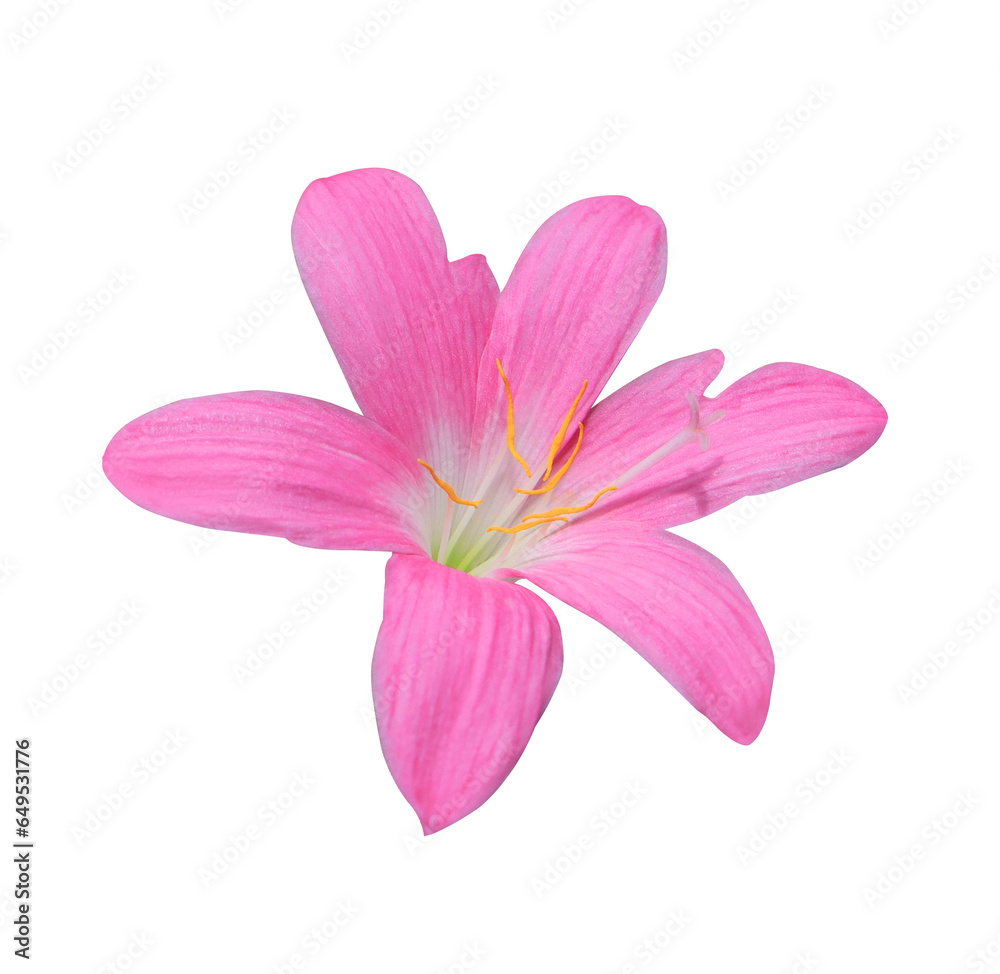 Fairy Lily or Rain Lily or Zephyr Flower. Close up pink fairy lily flower head isolated on transparent background.