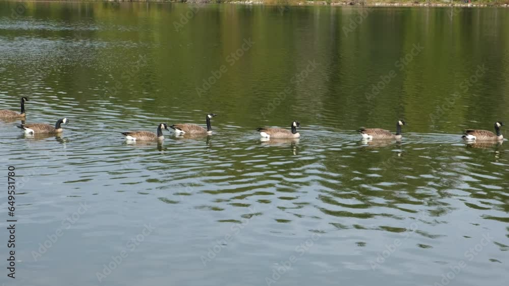 Canadian Geese Swimming in the Pond. Calm Water of the Lake Canadian Geese Swimming in the Pond. Calm Water of the Lake