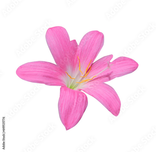 Fairy Lily or Rain Lily or Zephyr Flower. Close up pink fairy lily flower head isolated on transparent background.