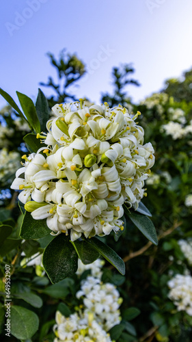 white flowers with green leaves.