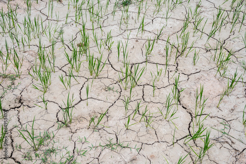 Cracked soil surface of rice field in rural Thailand. During dry weather clay particles shrink and pull more tightly to each other. photo