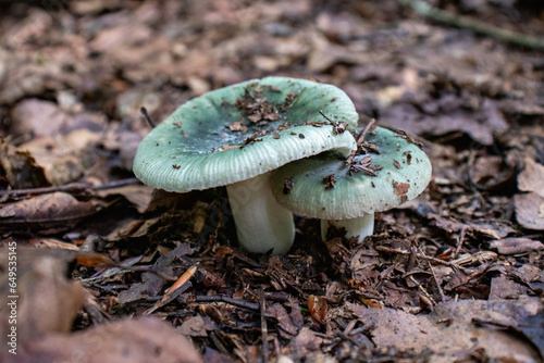 green mushrooms in the forest
