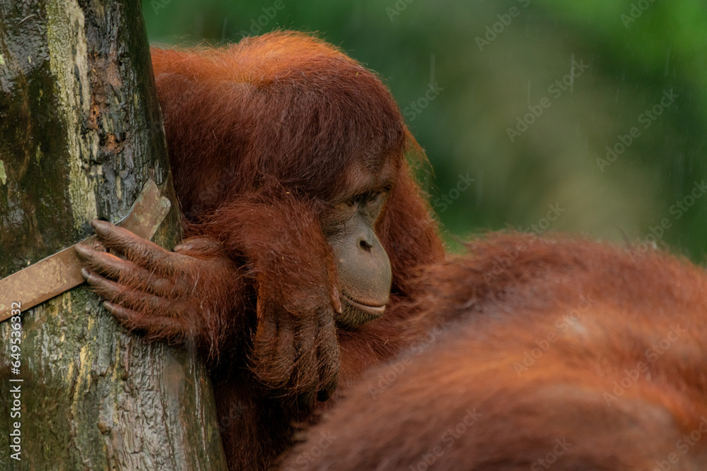 Obraz premium Orangutans, mother and a baby, sitting on platform, looking to the left