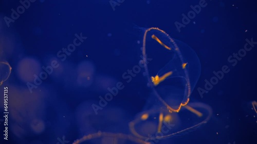 Bioluminescent common jellyfish or moon jellyfish glowing in the water photo