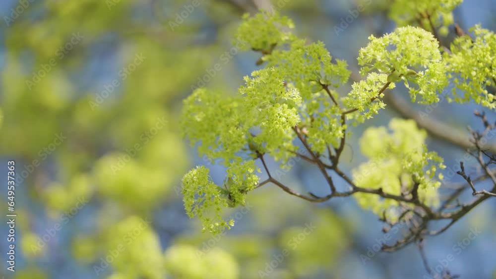 Bright yellow-green flowers on slender branches against the blue sky. Slow-motion parallax shot, bokeh background. Bright yellow-green flowers on slender branches against the blue sky. Slow-motion parallax shot, bokeh background.