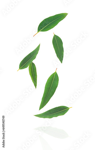 Eucalyptus leaf levitate