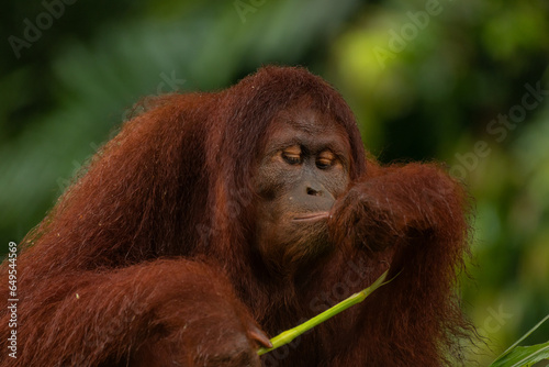 Adult orangutan considering wheather he should eat the grass stick