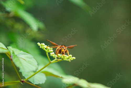 花の蜜を集めるスズメバチ © Gottchin Nao