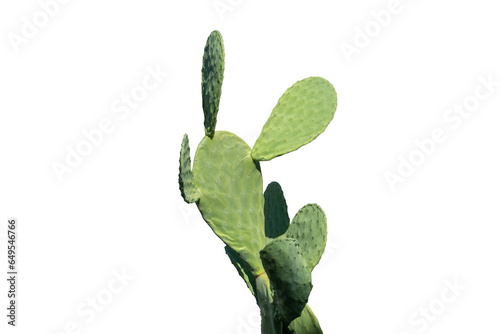 Green opuntia tomentosa cactus (ficus indica, Indian fig opuntia) tropical cactus plant isolated on white background. White thick dot on verdant pad leave tree, flat pads leaves