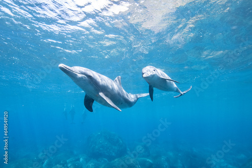 dolphins イルカ