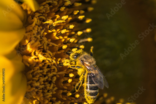 Eine Biene sucht Nektar in der Blüte einer Sonnenblume