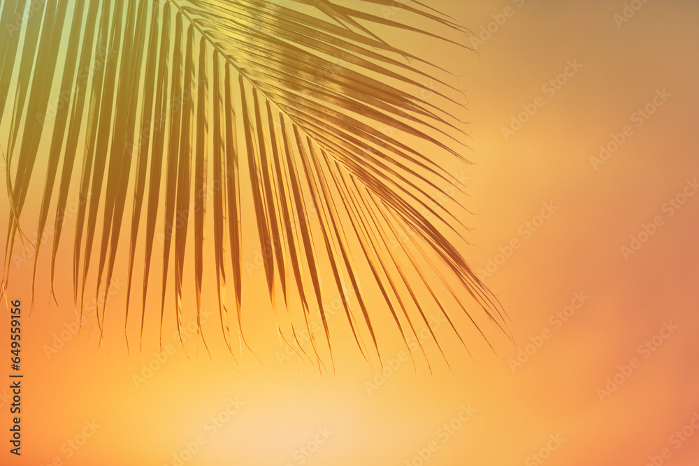 Palm tree leaf on a golden sunset sky 