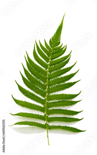 fern leaf isolated on white © Cheattha