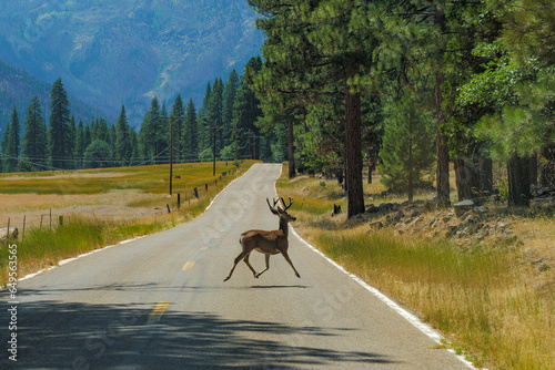 large mule deer buck crossing Gennesee Valley Road in Plumas, County California