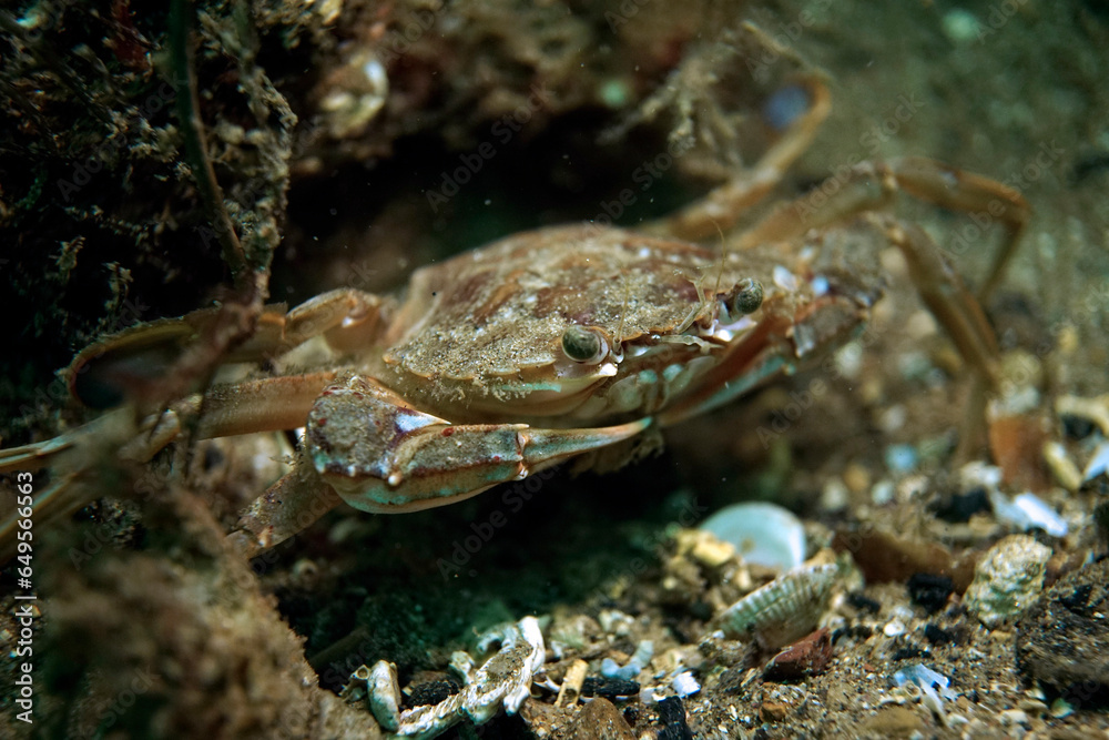 Crab macro in the Sea of Marmara