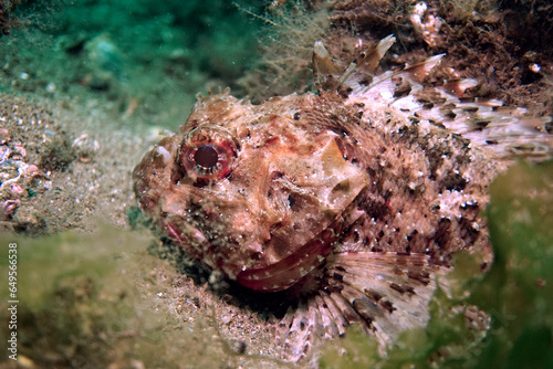 Black scorpionfish in the Sea of Marmara