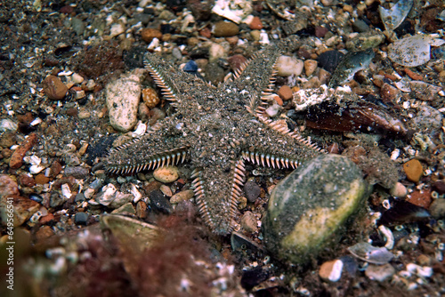 Starfish camouflage in the Sea of Marmara