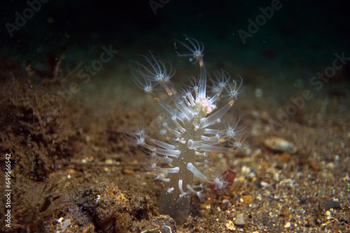 Mini Sea pen, Veretillum cynomoriumin, the Sea of Marmara