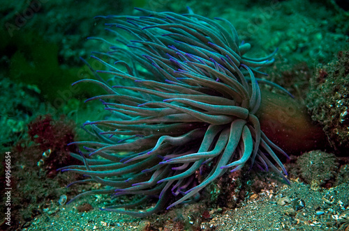 Blue sea anemone in the Sea of Marmara