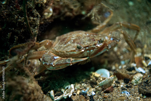 Crab macro in the Sea of Marmara