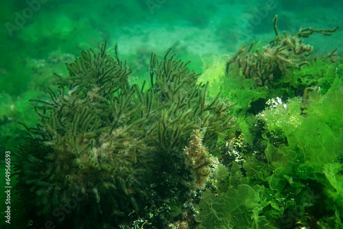 Green algae background in the Sea of Marmara