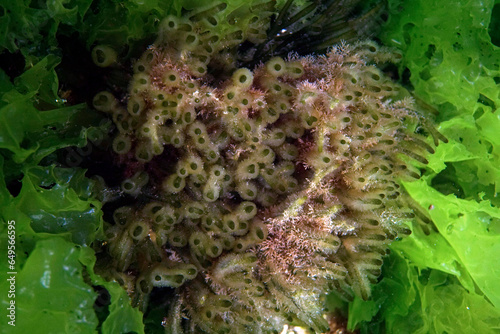 Algae background in the Sea of Marmara