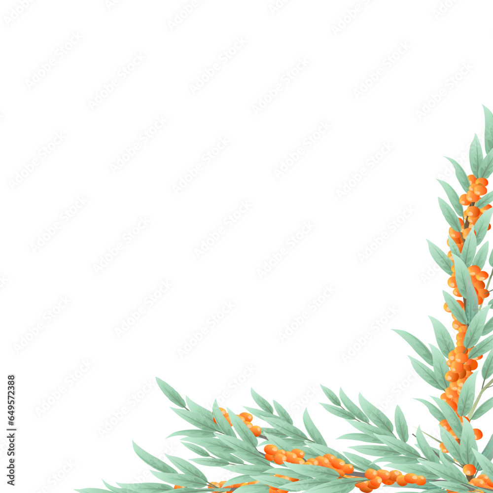 Sea buckthorn branches with ripe fruits. Corner frame. Garden plant with edible harvest. Isolated on white background. Branch with foliage and leaves. Vector