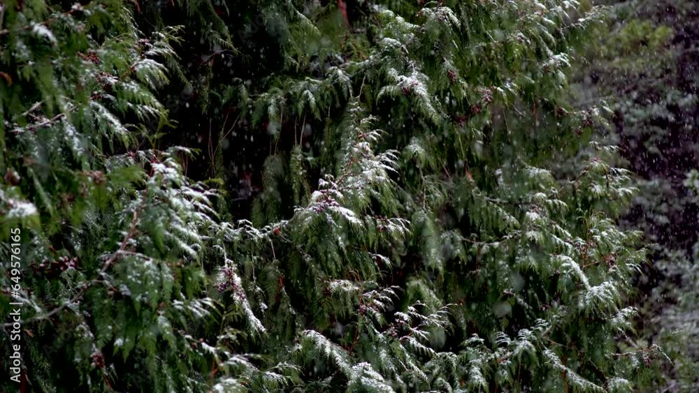 Snow falls gently catching on droopy green deciduous leaves, winter background Snow falls gently catching on droopy green deciduous leaves, winter background