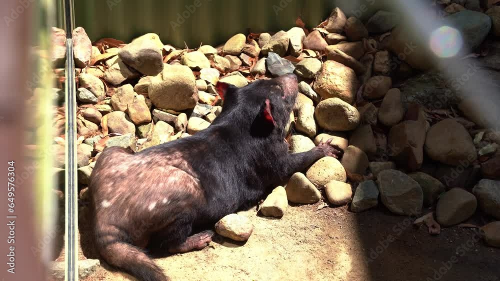 Carnivorous marsupial Tasmanian devil (sarcophilus harrisii) resting