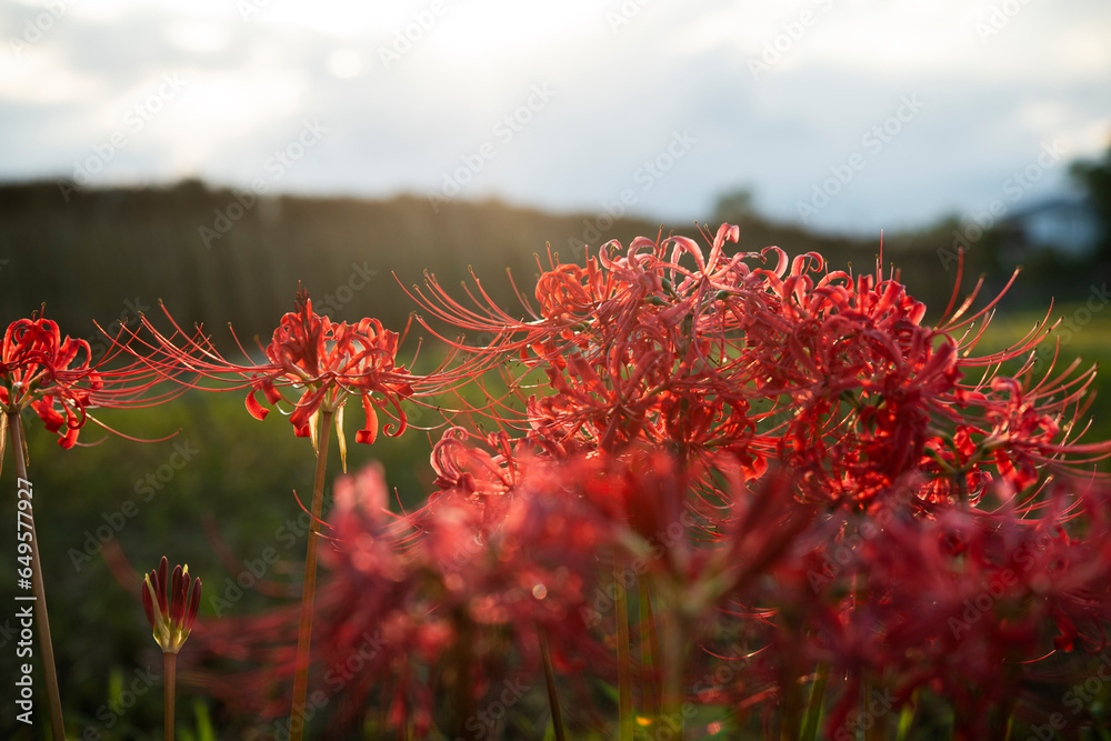 田んぼの赤い彼岸花(曼珠沙華) 田んぼの赤い彼岸花(曼珠沙華)