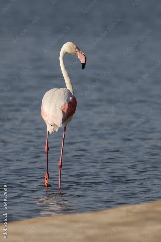 Single Flamingo