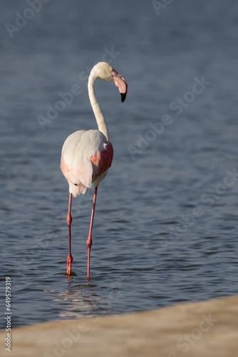 Single Flamingo © Marisa Denton