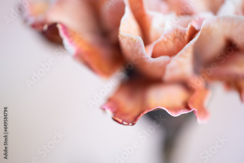Closeup of mauve carnation flower.