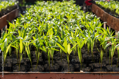Beautiful view to seedlings on plant nursery in the amazon rainforest