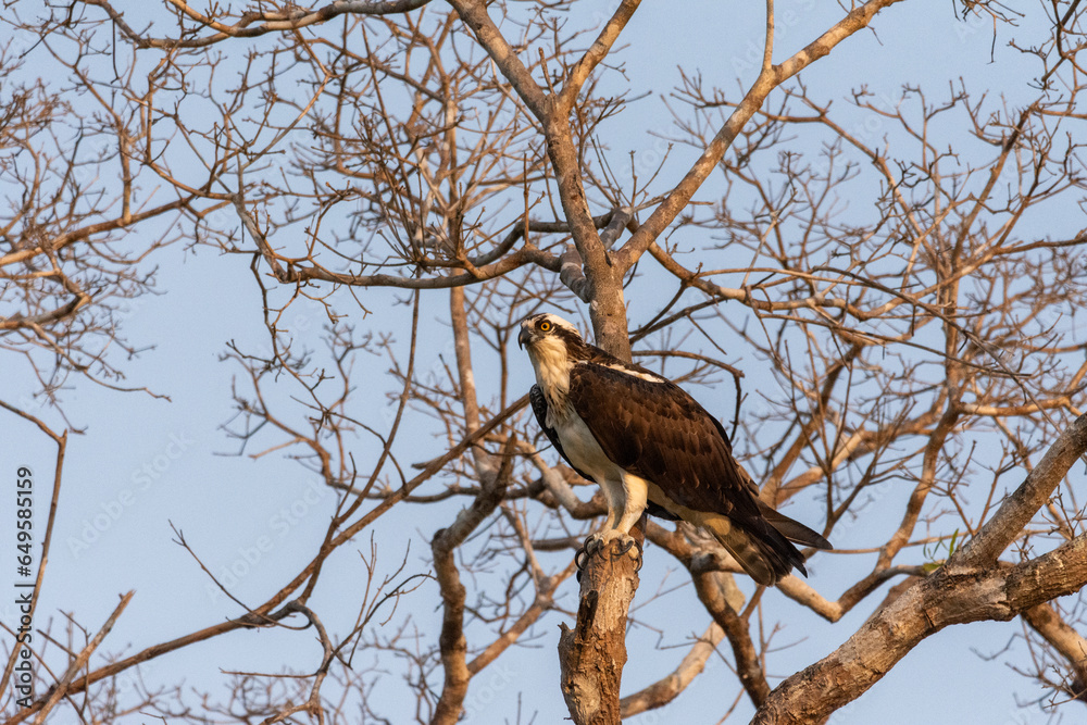 Beautiful view to Osprey eagle (Pandion haliaetus) on tree branch Beautiful view to Osprey eagle (Pandion haliaetus) on tree branch