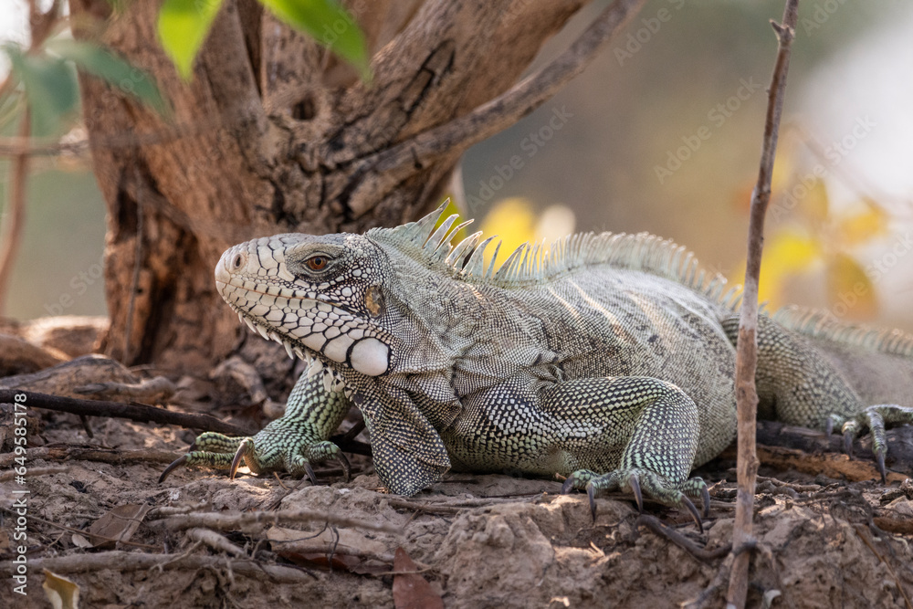 Beautiful view to Iguana lizzard by the Pixaim River side Beautiful view to Iguana lizzard by the Pixaim River side