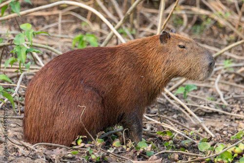 View to capybara by Pixaim River, Pantanal of Poconé photo