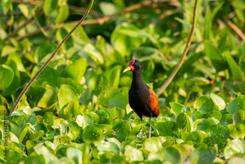 Beautiful view to Wattled Jacana bird on green floating vegetatition photo