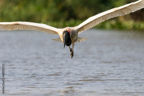 Jabiru Stork bird flying over Pixaim River in the Pantanal of Poconé photo